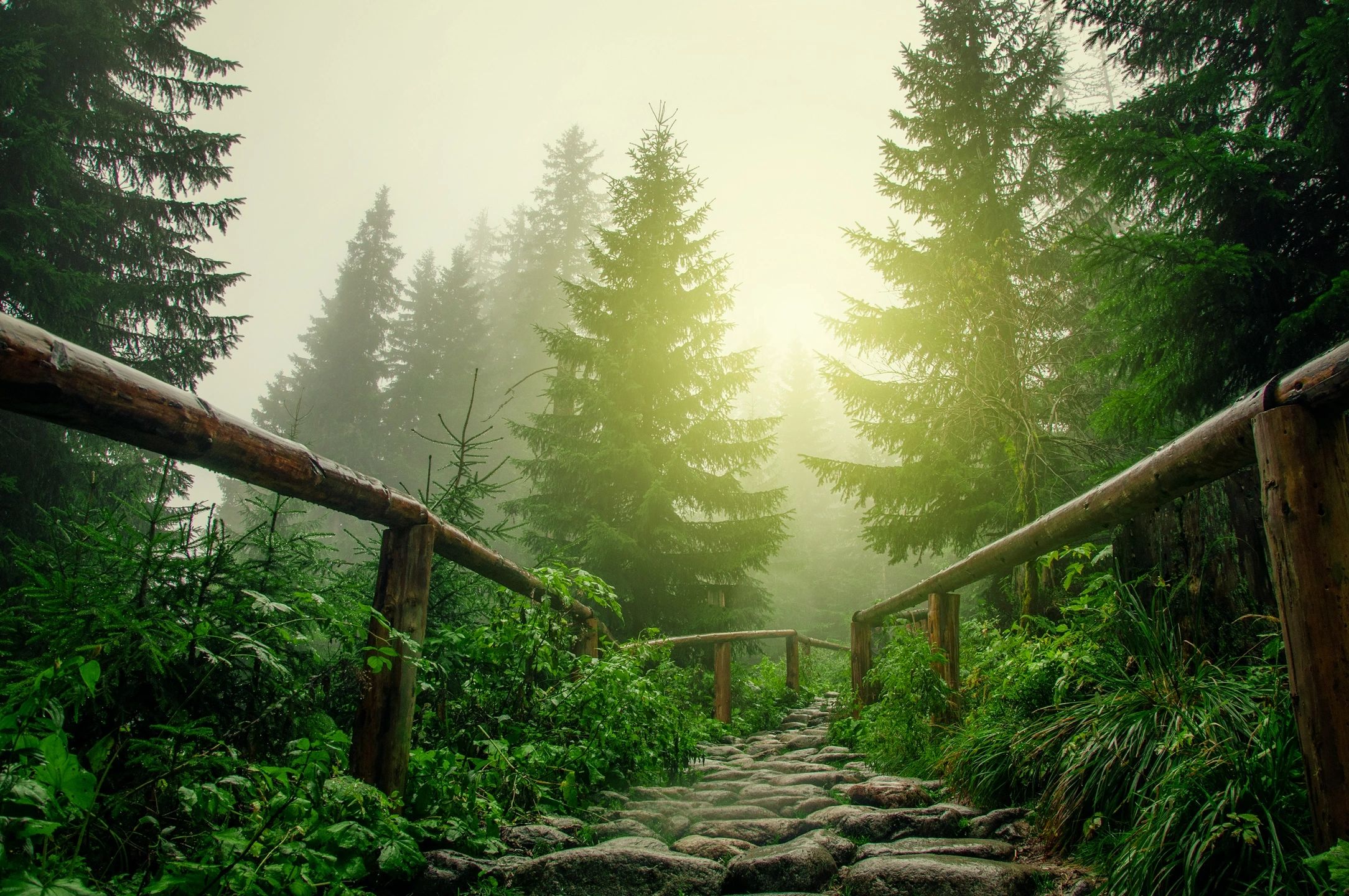 A misty forest path lined with wooden railings