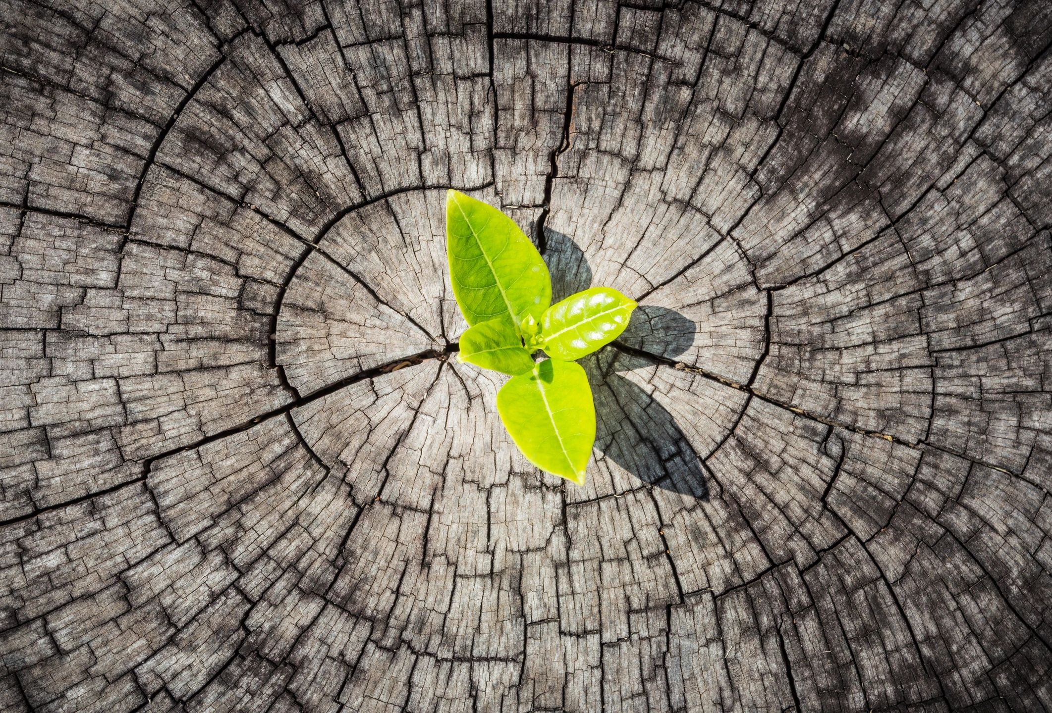 Green sapling growing from a tree stump