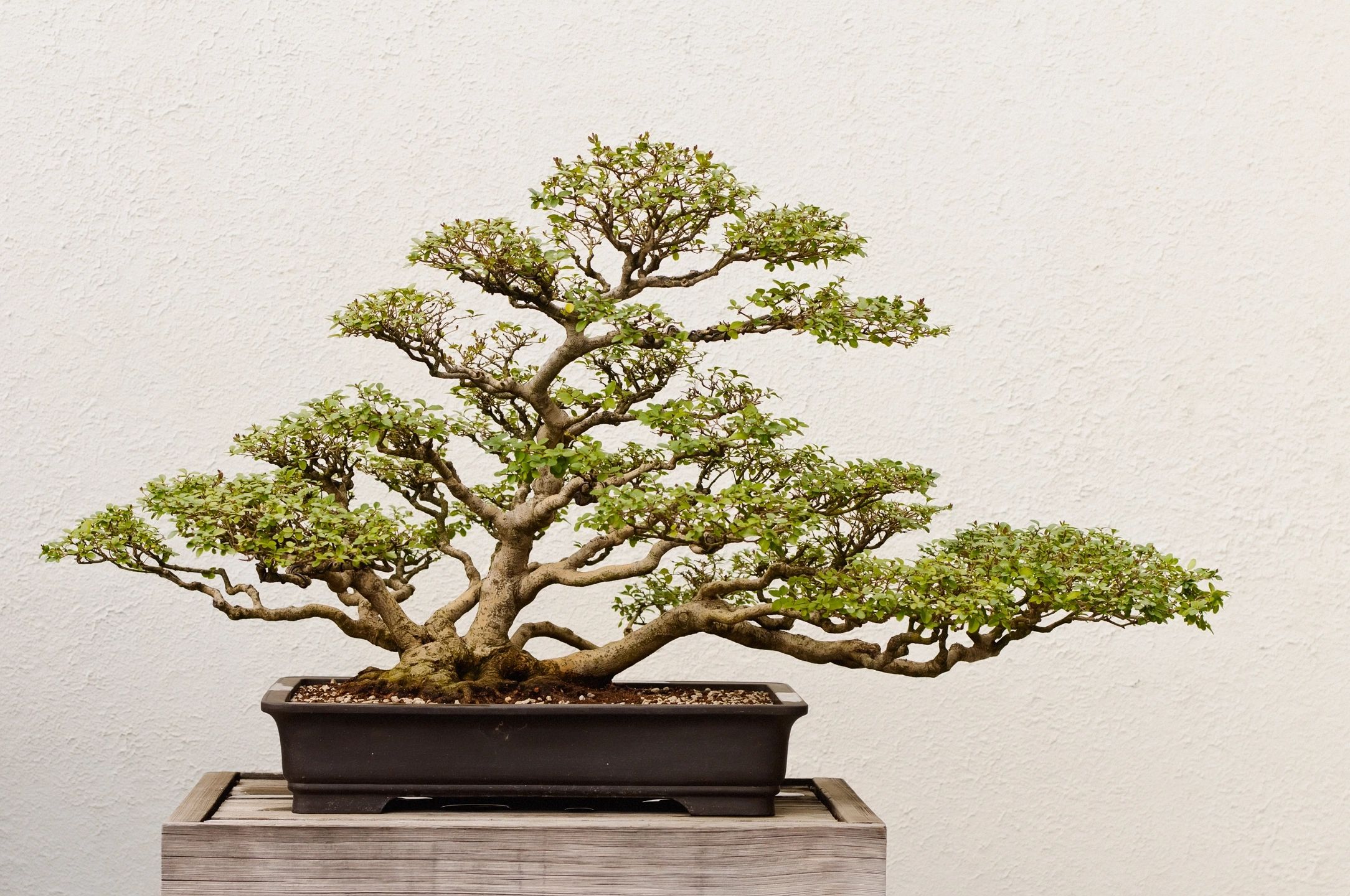 A bonsai tree in a planter